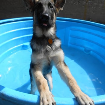 Central Bark Doggy Day Care - Blue - Pet Groomers Near Me - Milwaukee, Wisconsin Central Bark Doggy Day Care - Blue - Pet Groomers Near Me - Milwaukee, Wisconsin