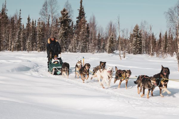 Last Frontier Mushing Co-op by null