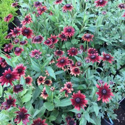 No filter needed on any of these - just beautiful, healthy plants