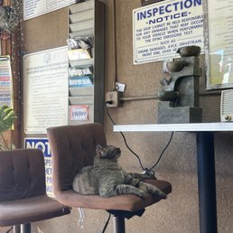 Shop Cat