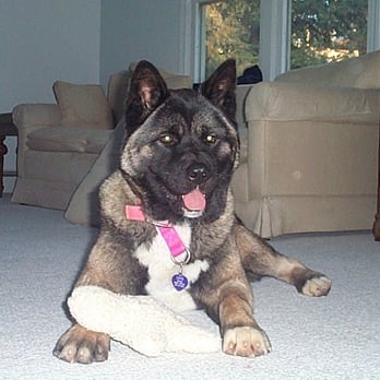 Daily Leash - Kukla - Pet Sitting Near Me - Holliston, Massachusetts Daily Leash - Kukla - Pet Sitting Near Me - Holliston, Massachusetts