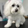 Photo of Tiffy's Pet Spa
