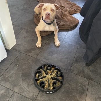 Rooted Dog Training - Pet Training Near Me