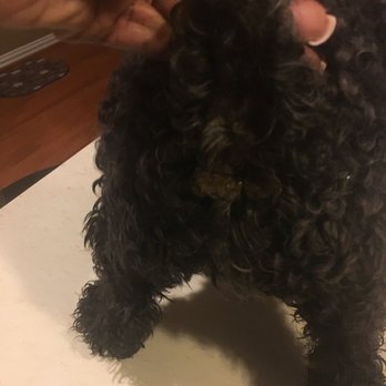 The Darling Dog Pet Salon - Pet Sitting Near Me - Allen, Texas The Darling Dog Pet Salon - Pet Sitting Near Me - Allen, Texas