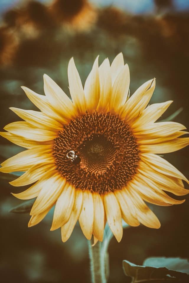 BG’S FARM MARKET Updated September 2024 41 Chandlee Rd, Rising Sun, Maryland Farmers