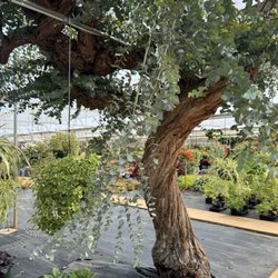 Collier's Greenhouse & Garden Center
