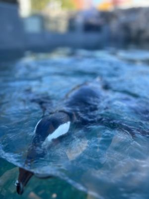 Mystic Aquarium by null