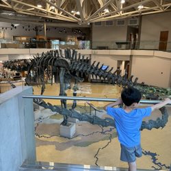 Utah Field House of Natural History State Park Museum - Dinosaur fossil