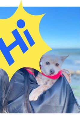 Adorable Pet Grooming Salon by null