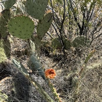 Saguaro National Park - Parks Near Me - Tucson, Arizona Saguaro National Park - Parks Near Me - Tucson, Arizona
