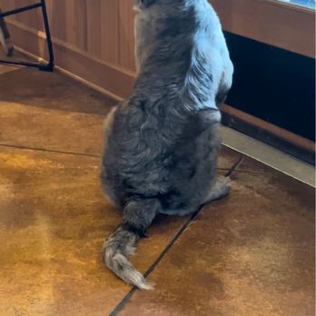Laurel Ridge Winery - Dozer the Vineyard Puppy! - Wineries Near Me - Carlton, Oregon Laurel Ridge Winery - Dozer the Vineyard Puppy! - Wineries Near Me - Carlton, Oregon