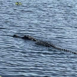 Alligator ! Alligator !