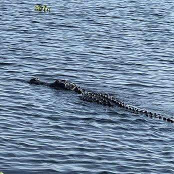 Marsh Beast Airboat Tours - Alligator ! - Boat Tours Near Me - Vero Beach, Florida Marsh Beast Airboat Tours - Alligator ! - Boat Tours Near Me - Vero Beach, Florida