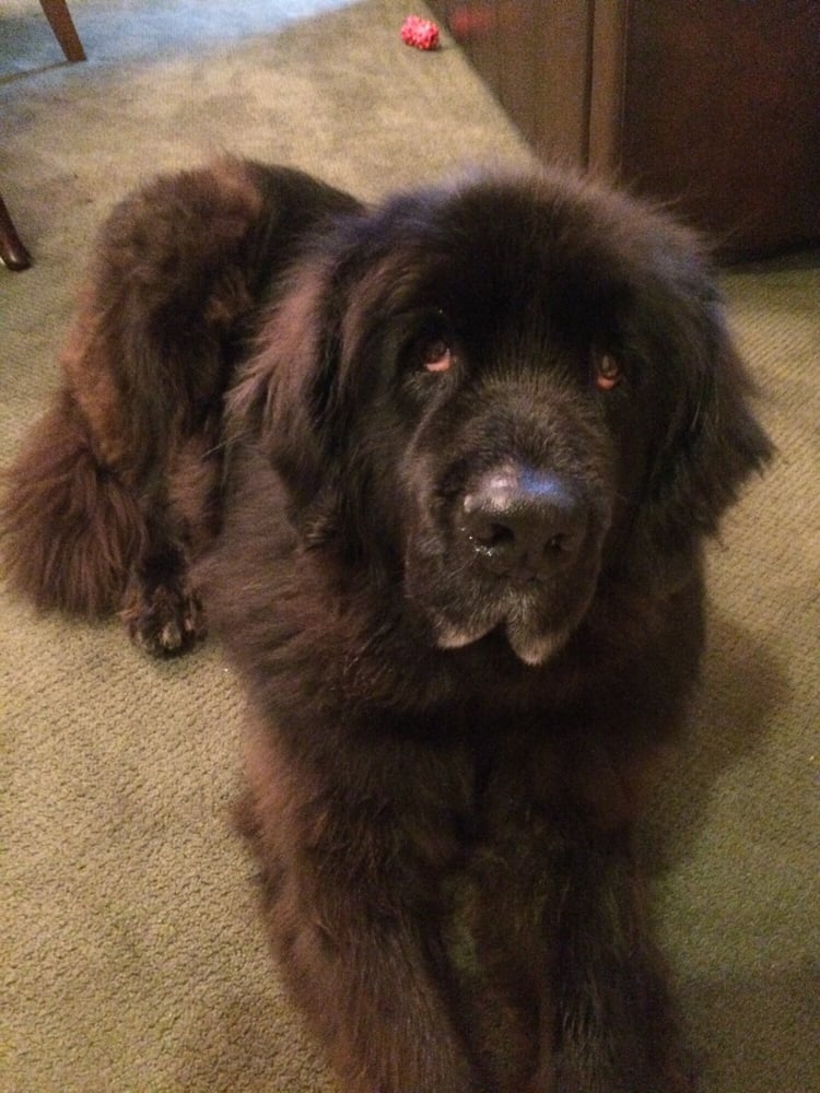 PARAMOUNT MOBILE PET GROOMING Updated August 2024 Kalamazoo