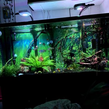 5B Aquariums - Aquarium Services Near Me - Ketchum, Idaho 5B Aquariums - Aquarium Services Near Me - Ketchum, Idaho