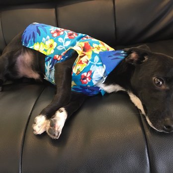 Love's Pets - This guy loves Loves Pets! - Pet Stores Near Me - Agoura Hills, California Love's Pets - This guy loves Loves Pets! - Pet Stores Near Me - Agoura Hills, California