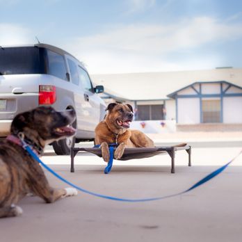Dog's Eye View Training & Boarding - Our old lady dog, Bella, being the best doggo helper on place for our reactive client pup-in-training, Eska. - Pet Training Near Me Dog's Eye View Training & Boarding - Our old lady dog, Bella, being the best doggo helper on place for our reactive client pup-in-training, Eska. - Pet Training Near Me