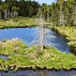 Taylor Pond Campground