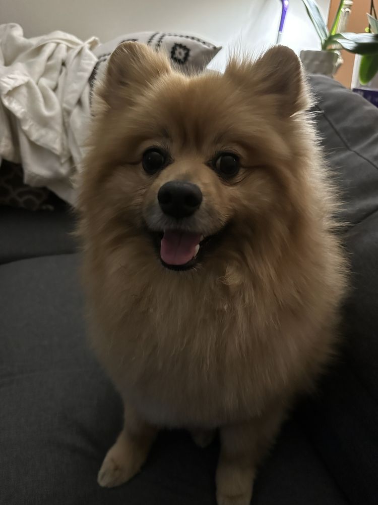 OC ELITE MOBILE GROOMING Updated September 2024 21 Photos & 17