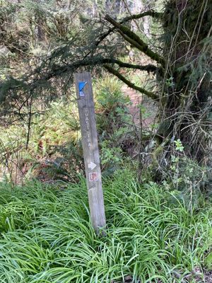 Samuel H. Boardman State Scenic Corridor by null