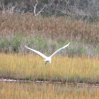 Gardiner County Park - Egret airborne - Dog Parks Near Me - West Bay Shore, New York Gardiner County Park - Egret airborne - Dog Parks Near Me - West Bay Shore, New York