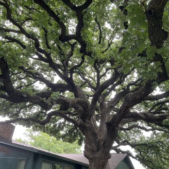 Soto Tree Service - Another View - Tree Services Near Me Soto Tree Service - Another View - Tree Services Near Me