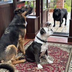 Lawcus Farm - Farm dogs