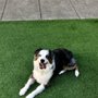 Photo of Happy Dog