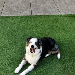 Happy Dog