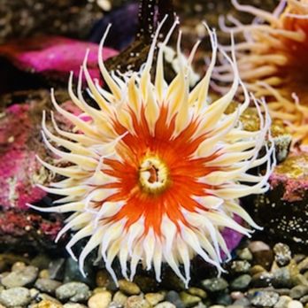 Seattle Aquarium - Aquariums Near Me - Seattle, Washington