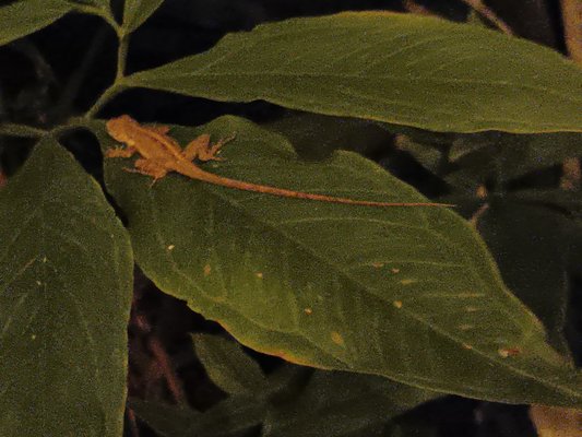 DREAMCATCHER by DW - Adults Only by null