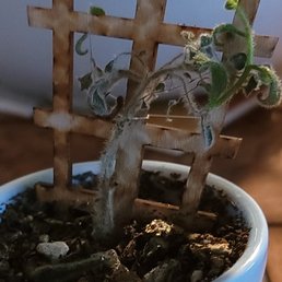 Dying small plant. Dying small plant.