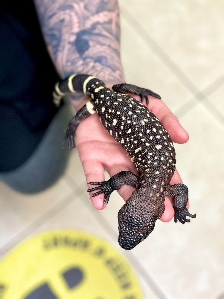 REPTILE FACTORY RIVERSIDE Updated October 2024 131 Photos & 58