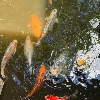 Squid Lips - a group of fish swimming in a pond - Seafood Near Me - Cocoa Beach, Florida