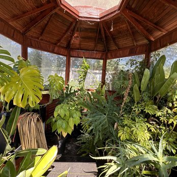 Alexander Nurseries & Garden Design - Our nursery gazebo with tons of babies for your home and project - Nurseries & Gardening Near Me Alexander Nurseries & Garden Design - Our nursery gazebo with tons of babies for your home and project - Nurseries & Gardening Near Me
