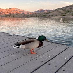Callville Bay Resort & Marina