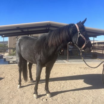 Overtime Equine - Pet Transportation Near Me Overtime Equine - Pet Transportation Near Me