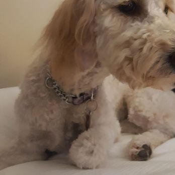 Pucci - In shock at what they did to my poor baby! - Pet Groomers Near Me - Wimberley, Texas