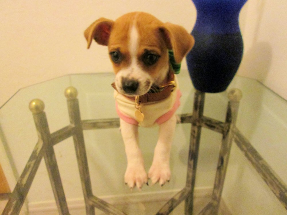 ANIMAL HOSPITAL OF SALINAS Updated August 2024 34 Reviews 1114 S