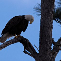Paul B Johnson State Park - Eagle watch over site 86