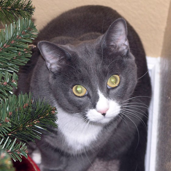 WHISKERS & WINGS PET CARE Glendale, AZ Yelp