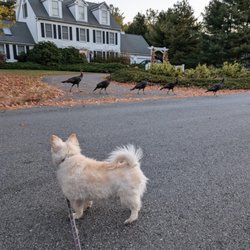 Broadview Animal Hospital of Dover