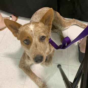Ruff House Rescue - Pet Adoption Near Me