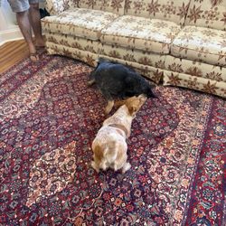 Paymon Fine Rug Imports