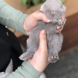 Bring the Barn - This bunny loves belly rubs
