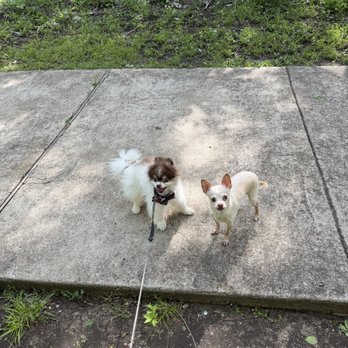 The Trail at the Woods - Levi and Rascal loved their walk. - Parks Near Me The Trail at the Woods - Levi and Rascal loved their walk. - Parks Near Me