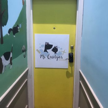 carolyn's cat grooming