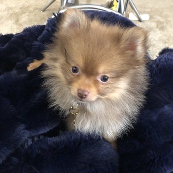 Just Puppies - Pet Stores Near Me - Towson, Maryland Just Puppies - Pet Stores Near Me - Towson, Maryland