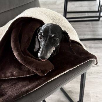 Nevada Pet Hospice - Minnie - Veterinarians Near Me - Las Vegas, Nevada