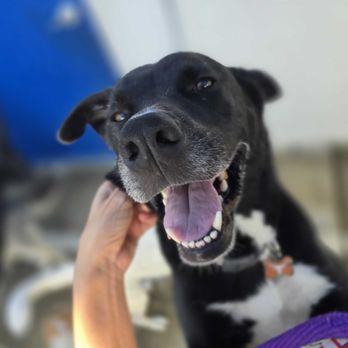 Don Doggos - Pet Groomers Near Me - Long Beach, California Don Doggos - Pet Groomers Near Me - Long Beach, California